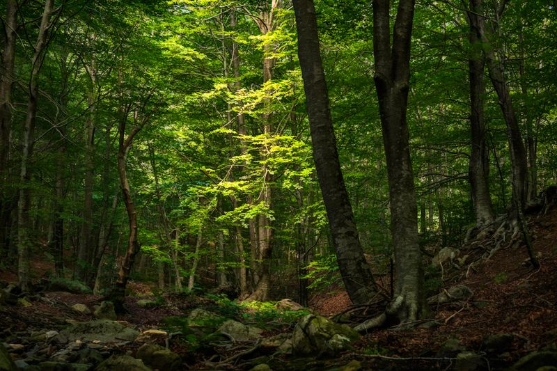 Màgic Montseny Santa fe del Montseny#Albert Rios Lopez 212