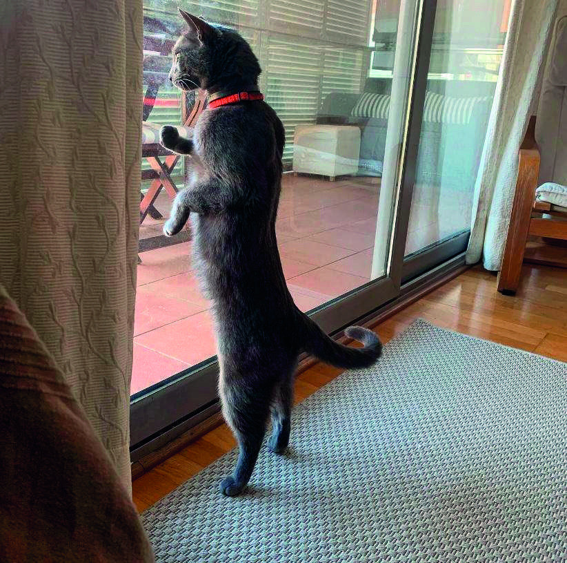 El 2020 l’hem contemplat a través de les finestres. FOTO: Cedida