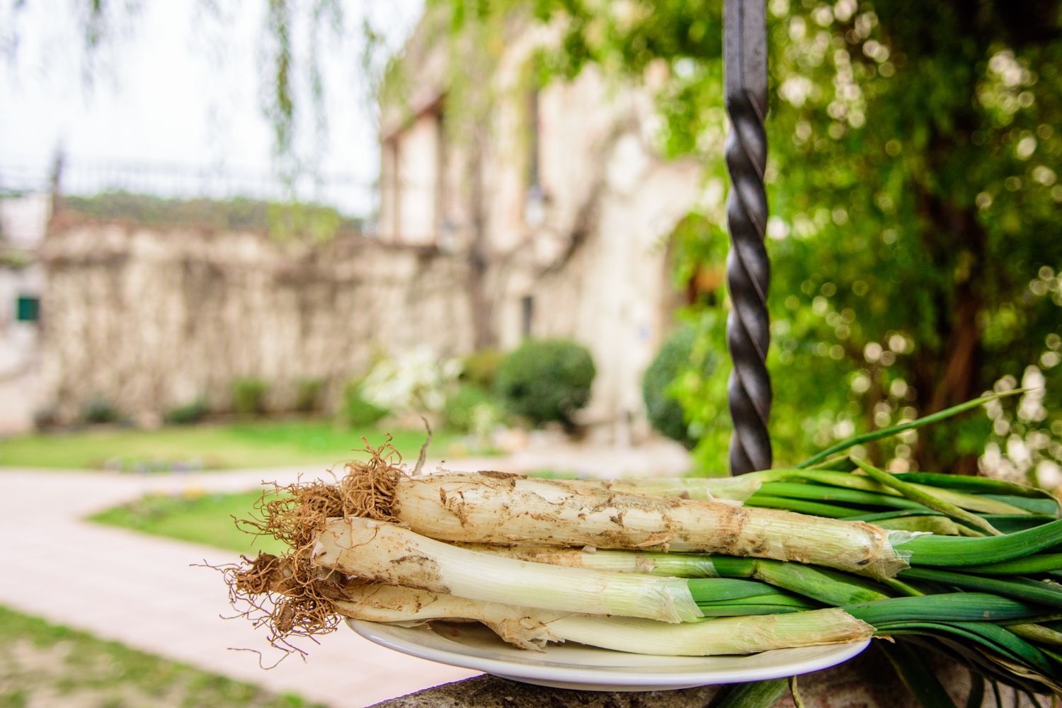 Els calçots formen part de les especialitats culinàries de Masia Can Ametller. FOTO: Cedida