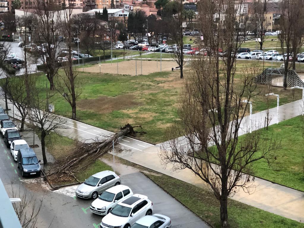 Un arbre caigut al Parc de Can Vernet FOTO: Carlos Beas