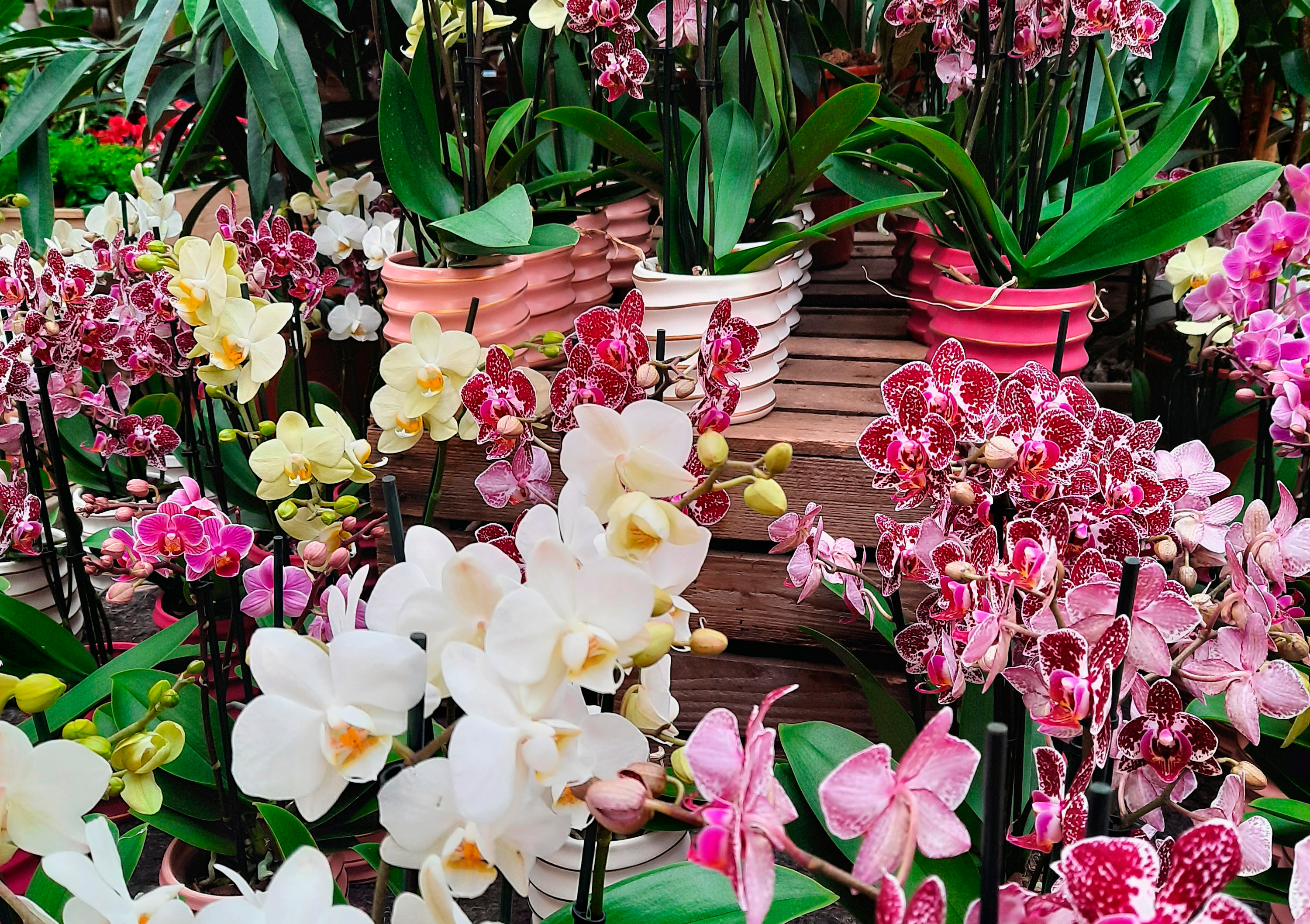 Les flors de Jardiland per aquest San Valentí. FOTO: Cedida
