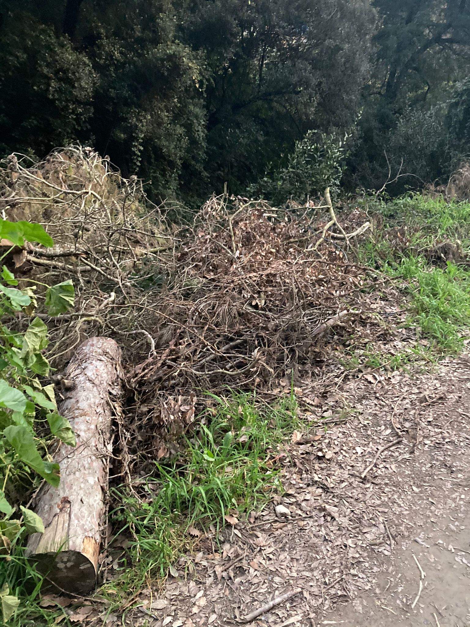 Restes vegetals pels carrers de Vallpineda FOTO: Cedida