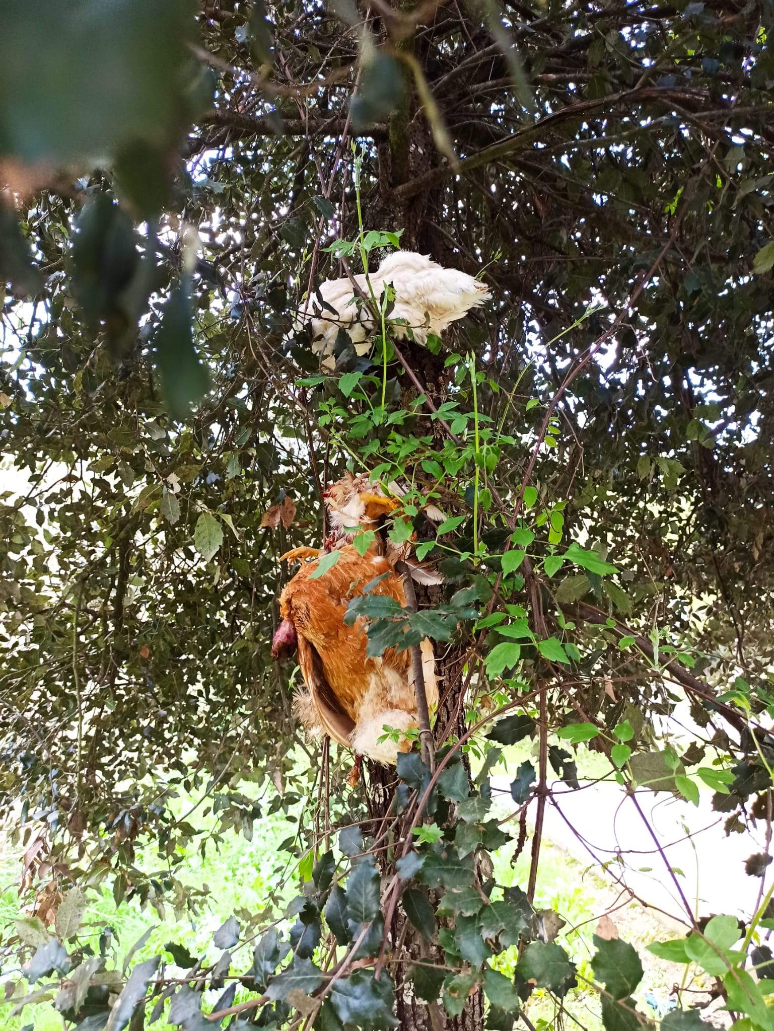 Les gallines que es van trobar davant de l'Escola La Floresta FOTO: Cedida