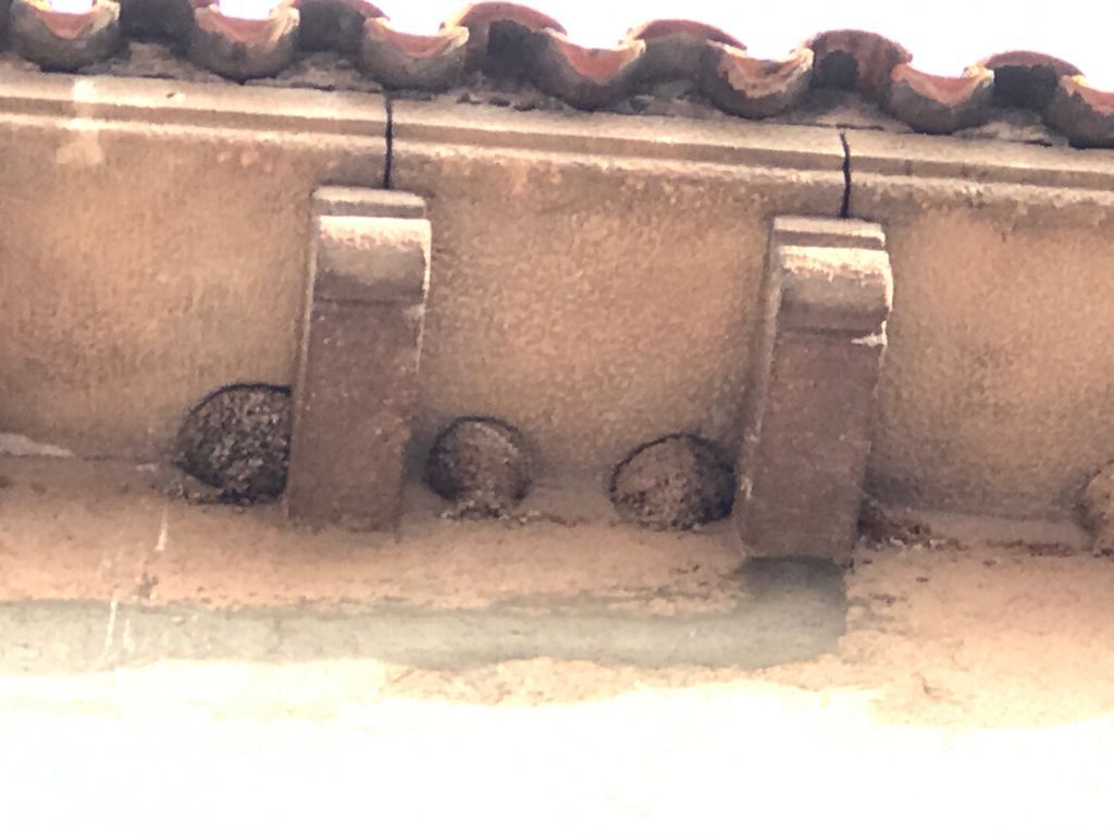 Els nius d'oreneta a l'edifici del carrer de Santiago Rusiñol. FOTO: Ferran Mitjà