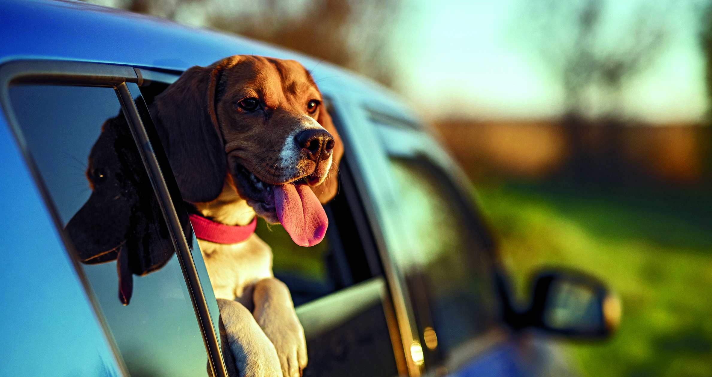 Viatjar amb gossos. FOTO: istock.com