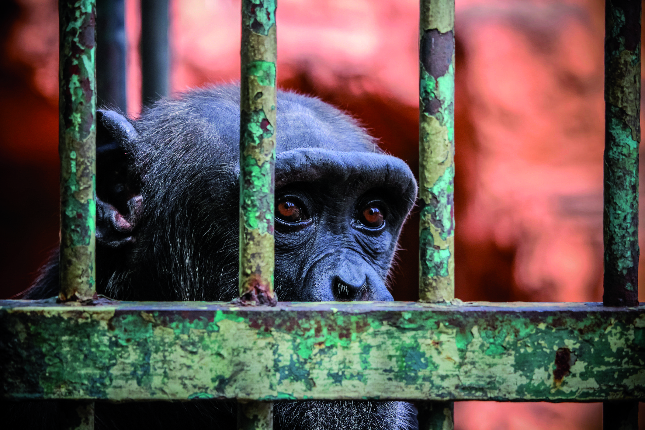 La Fundació Mona dona una segona oportunitat a animals que havien patit. FOTO: istock.com
