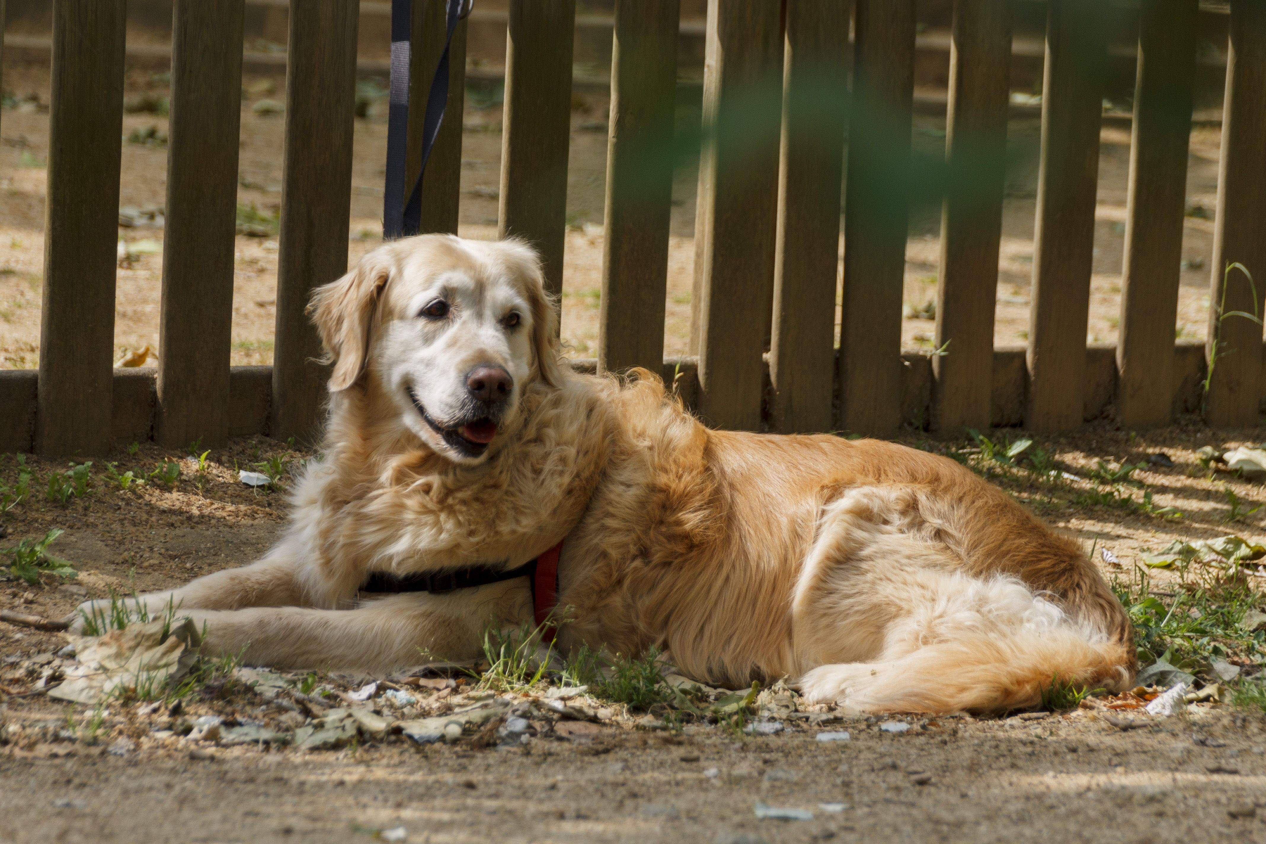 Un gos a Sant Cugat. FOTO: Arxiu