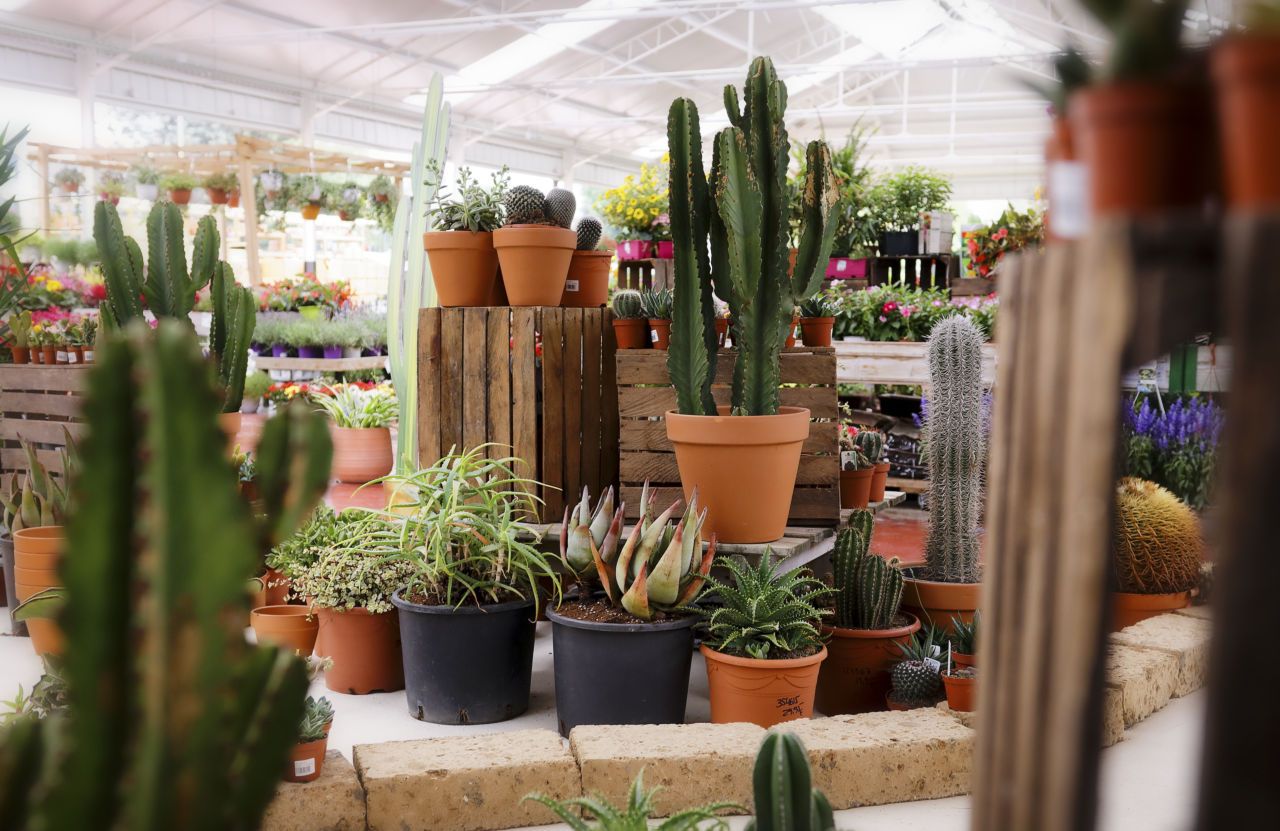 Part de la selecció de cactus FOTO: Cedida