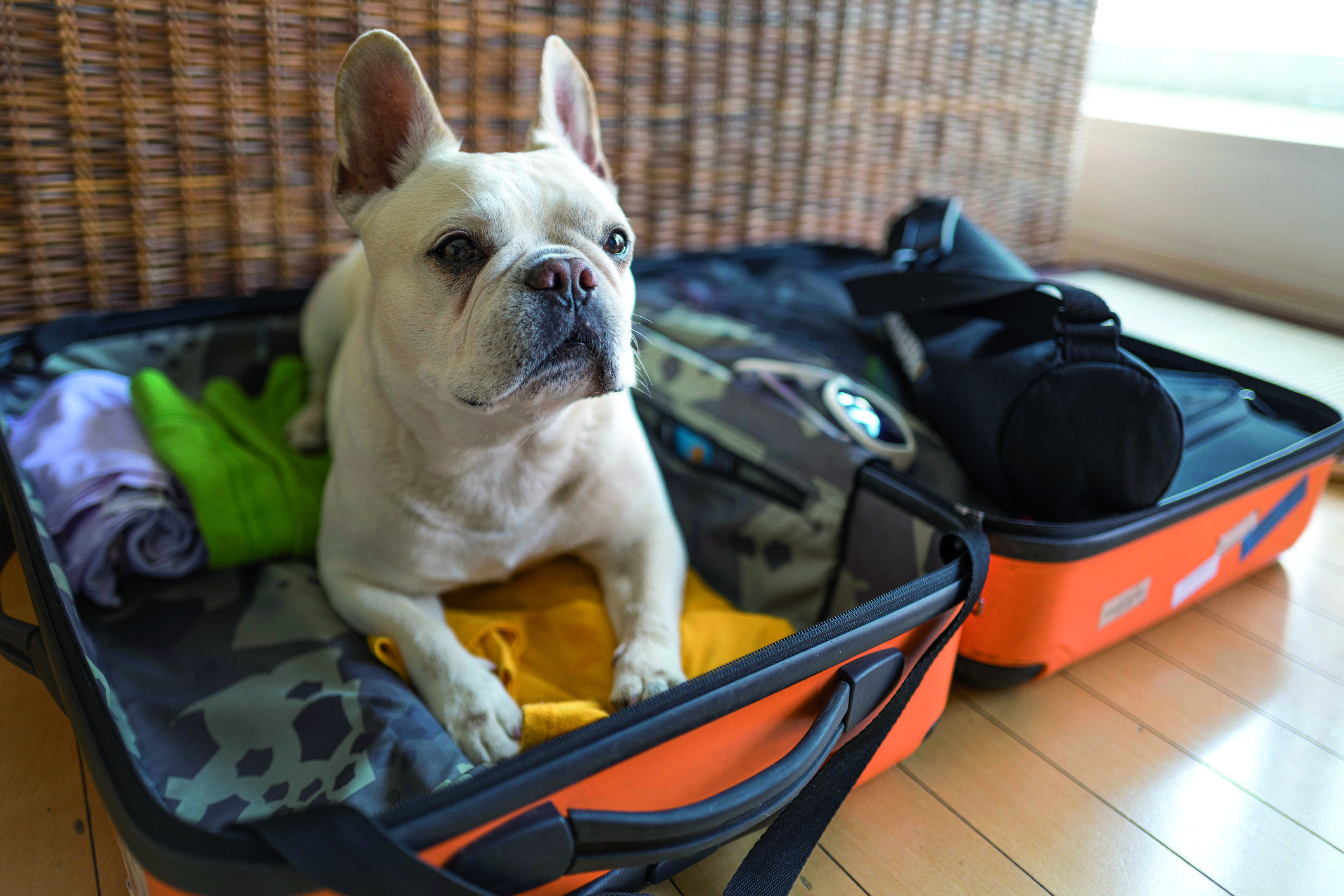 Vacances amb animals. FOTO: istock