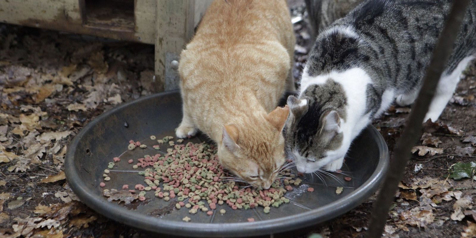 Sant Cugat compta amb una nova gatera municipal FOTO: Cedida