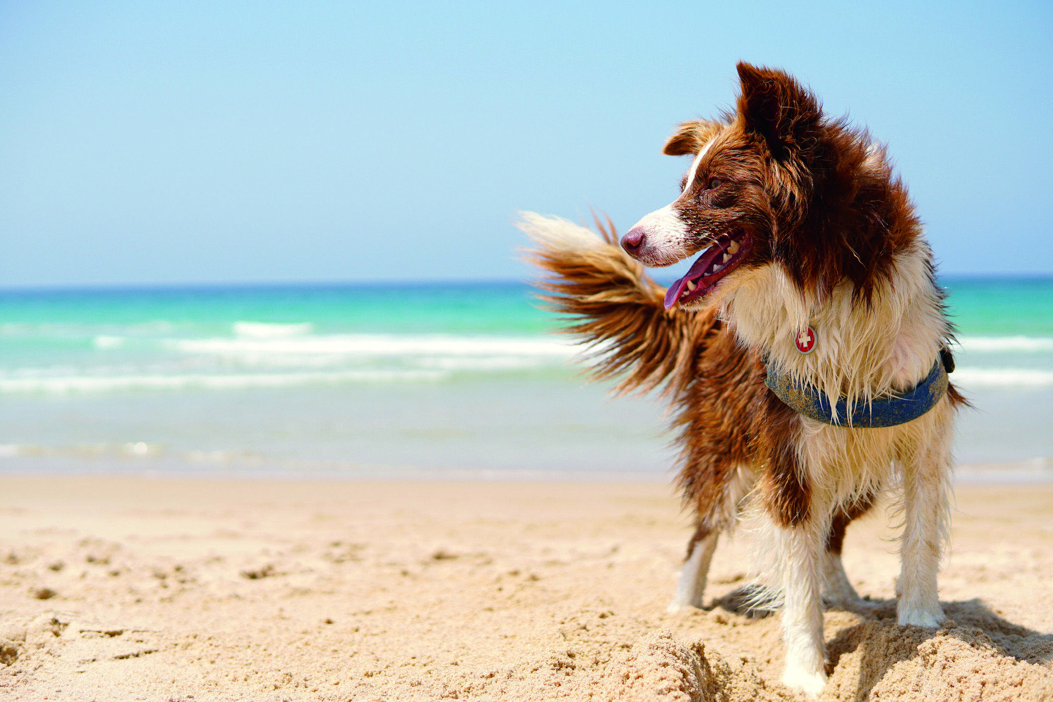 A molts gossos els agrada la platja. FOTO: istock.com