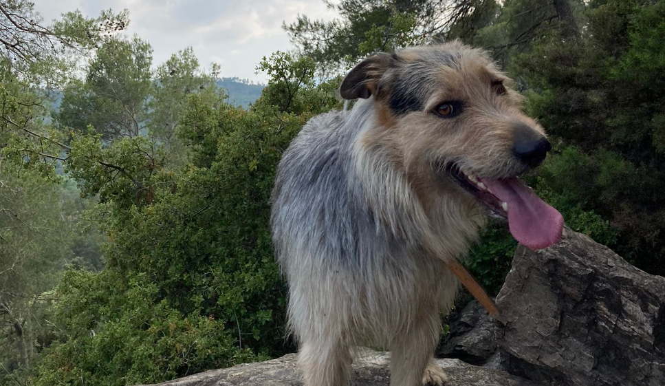 A Sant Cugat hi ha censats 3.504 gossos FOTO: Cedida