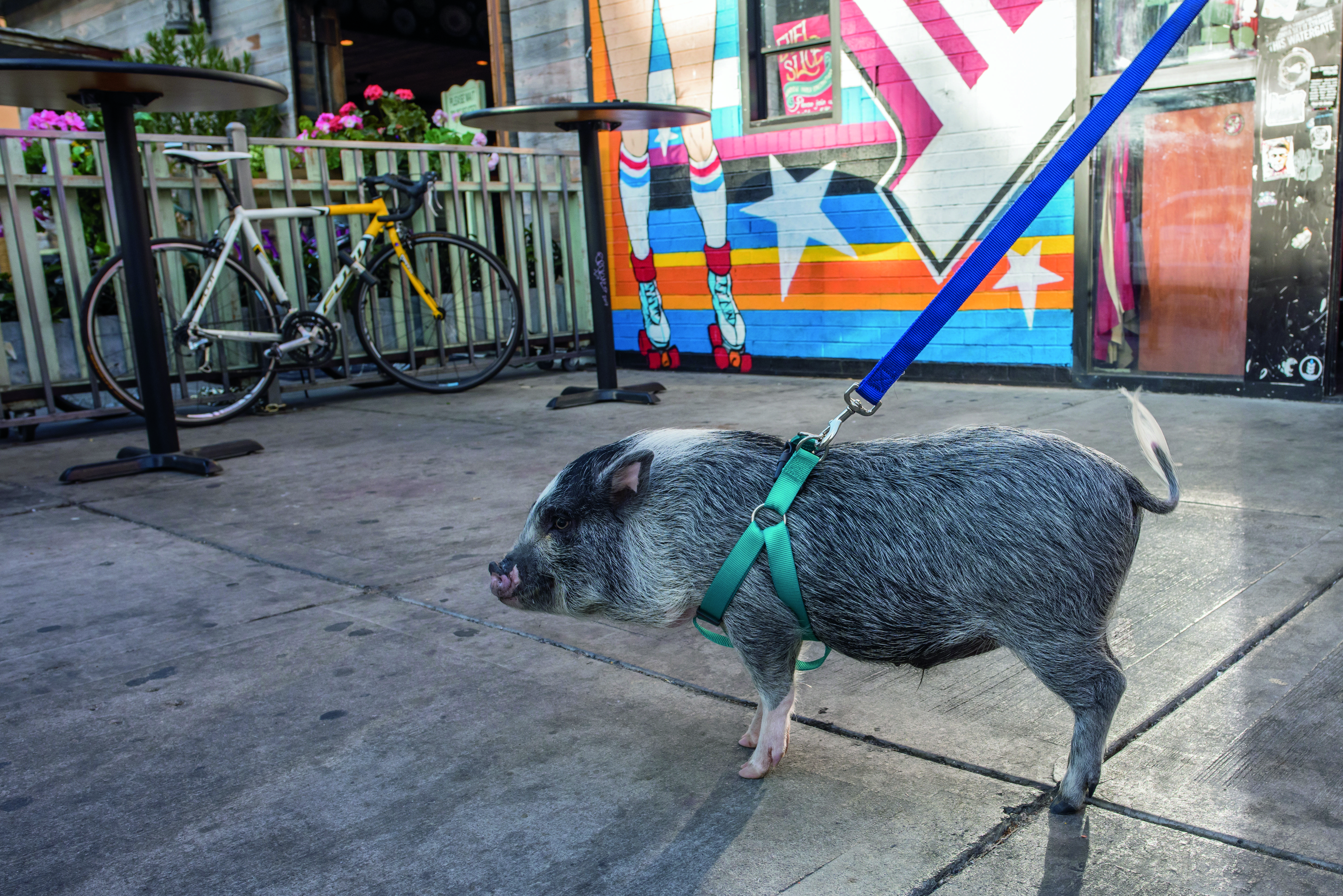 Els porcs vietnamites van passar a considerar-se animals exòtics des del març del 2019 . FOTO: Cedida