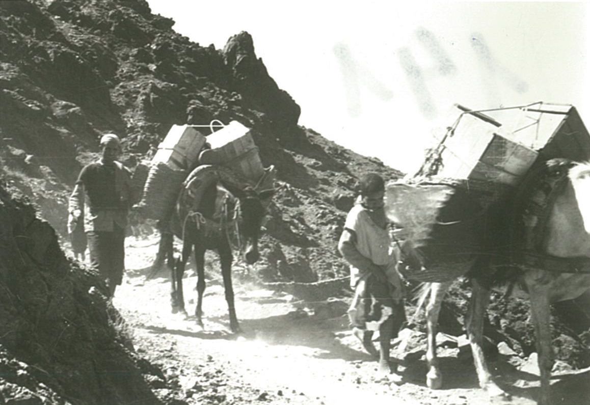 Camí al refugi Neltner amb les mules de càrrega