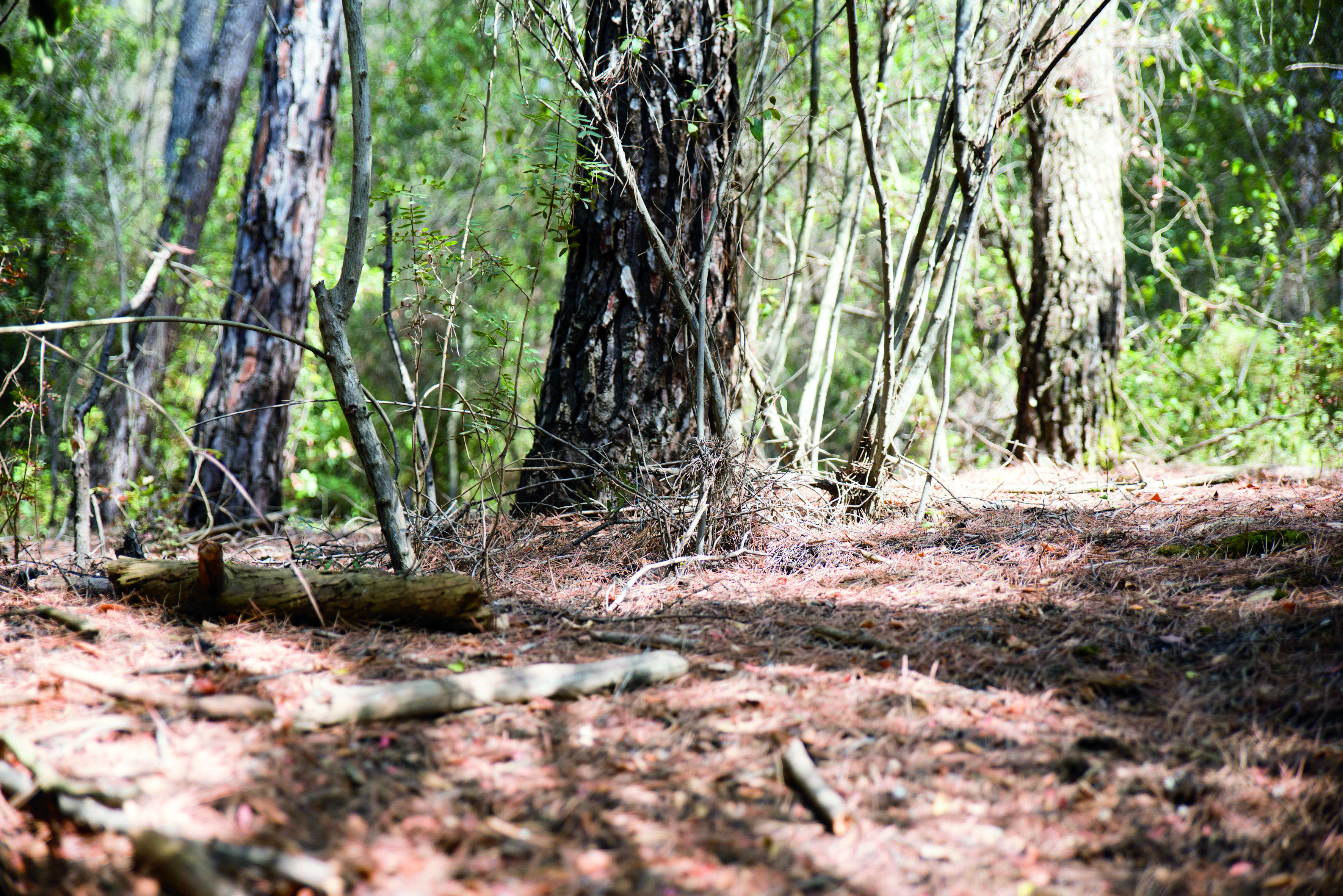 Portada del TOT 1782. FOTO: Bernat Millet