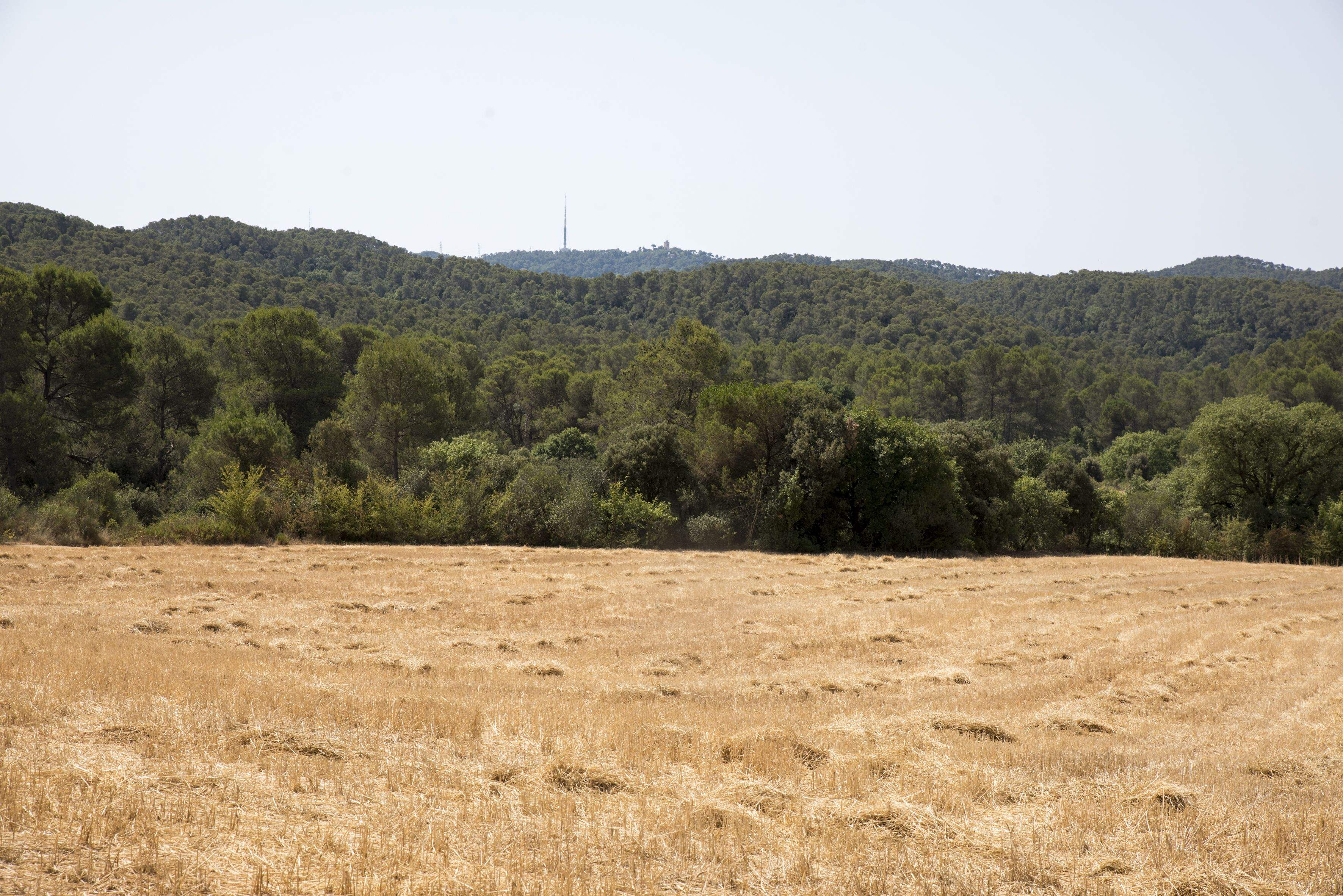 La sequera a Collserola. FOTO: Bernat Millet