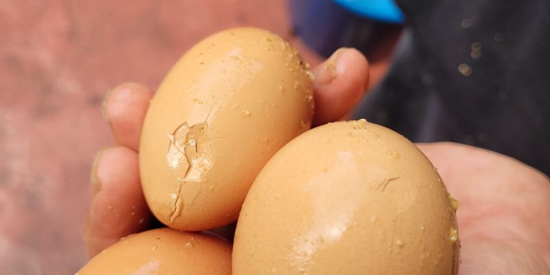 La pedregada ha fet malbé uns ous a Sant Cugat. FOTO: Manel Cervantes