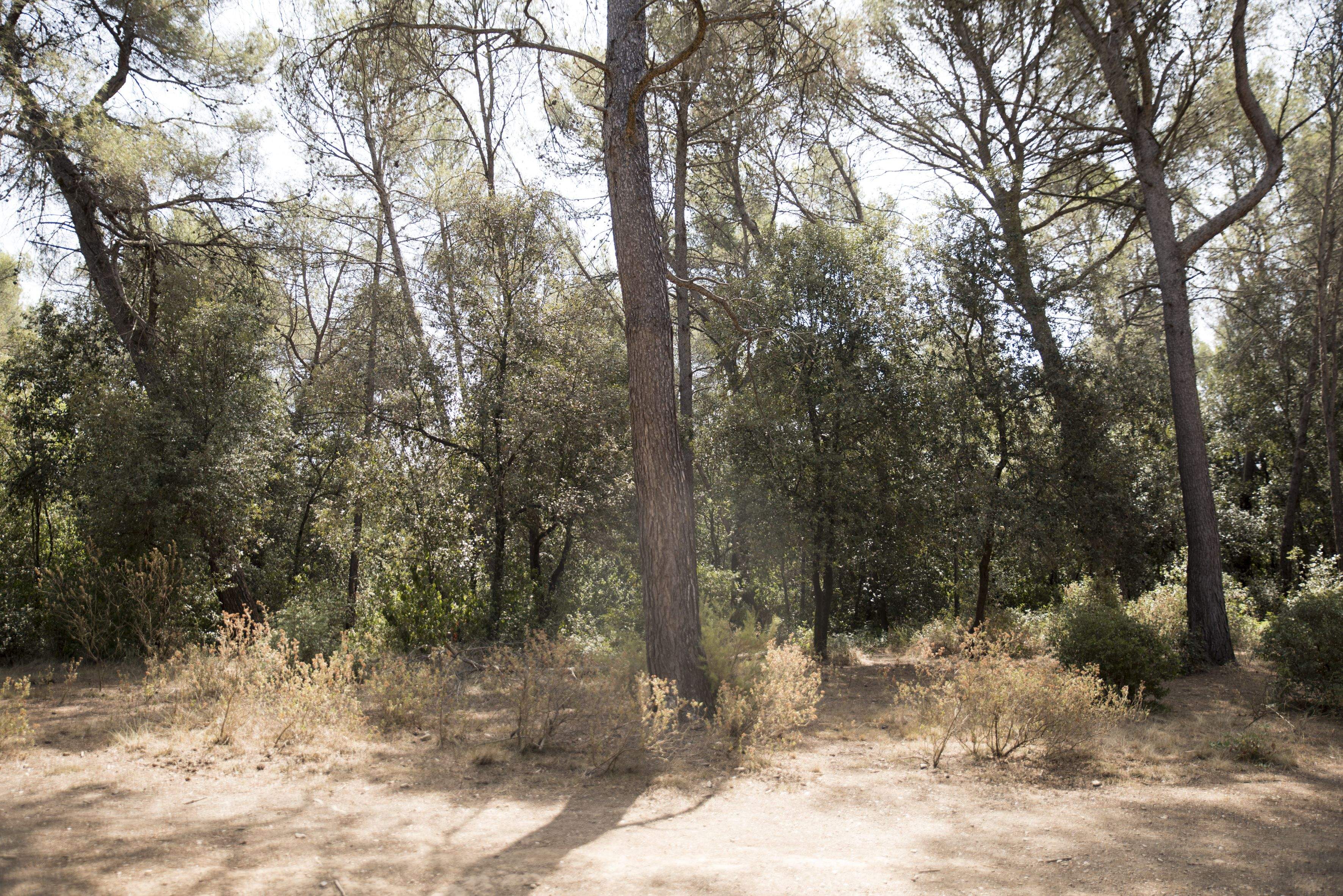 La situació de sequera més la forta calor eleven el risc d'incendi a Collserola. FOTO: Bernat Millet