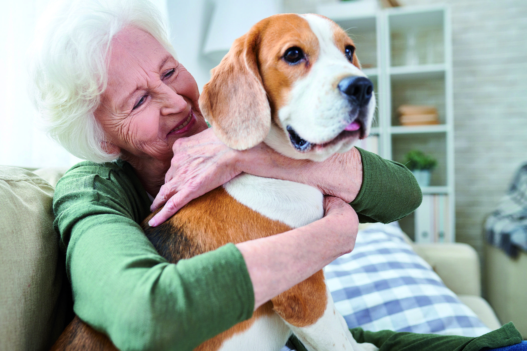 Els animals són companys fidels. FOTO: istock.com