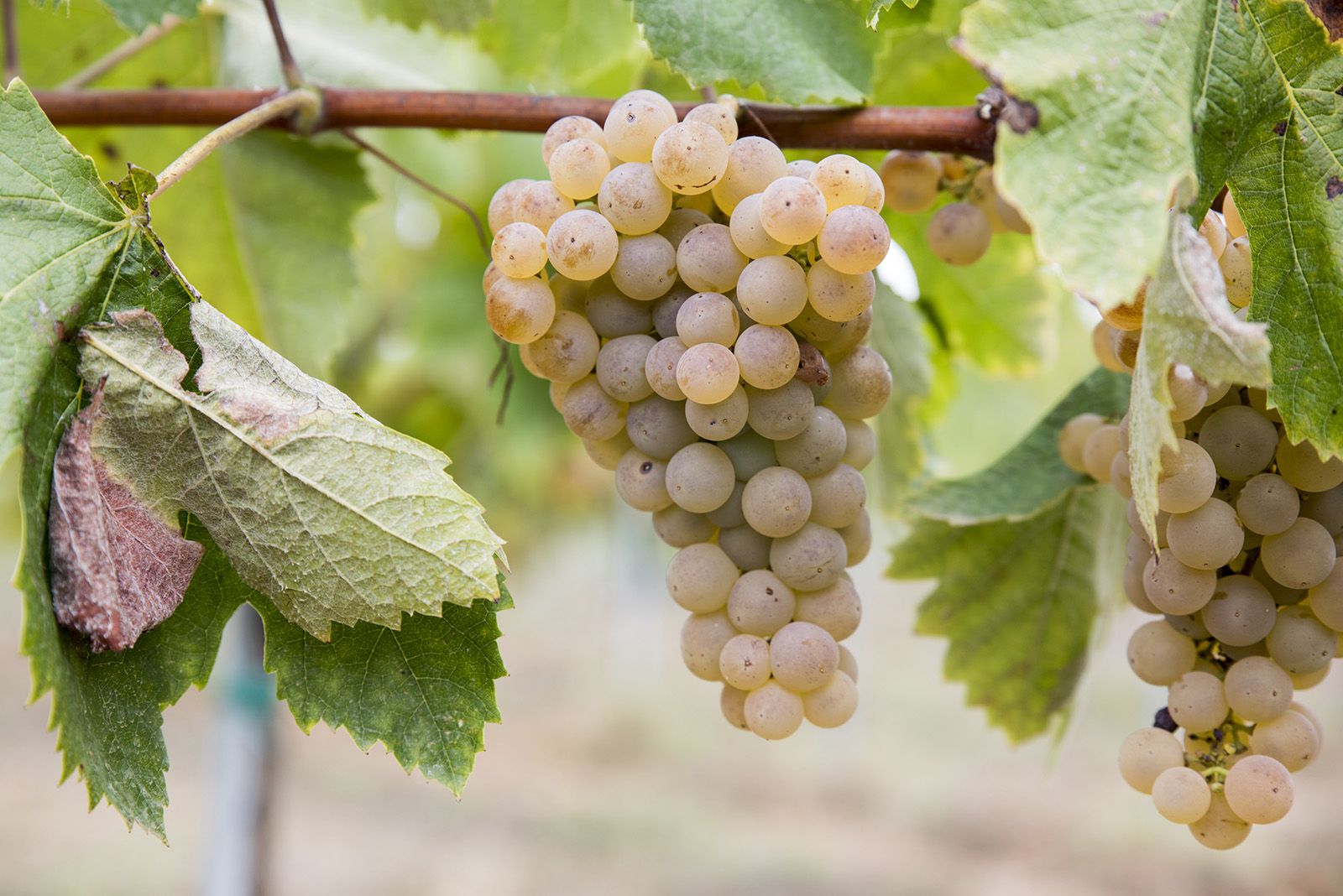 La verema de Can Bell. Foto: Bernat Millet.
