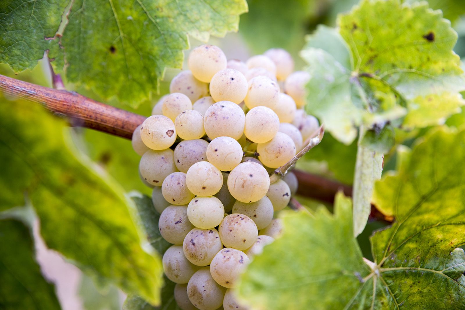 La verema de Can Bell. Foto: Bernat Millet.