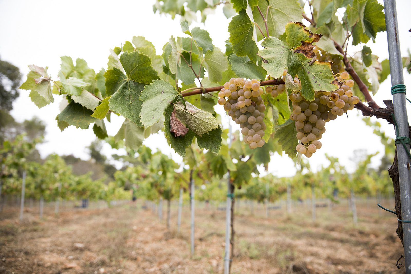 La verema de Can Bell. Foto: Bernat Millet.