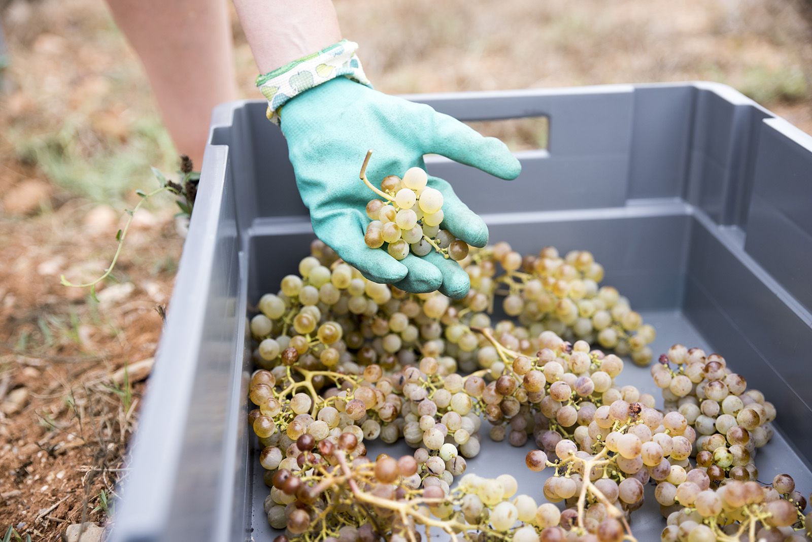 La verema de Can Bell. Foto: Bernat Millet.