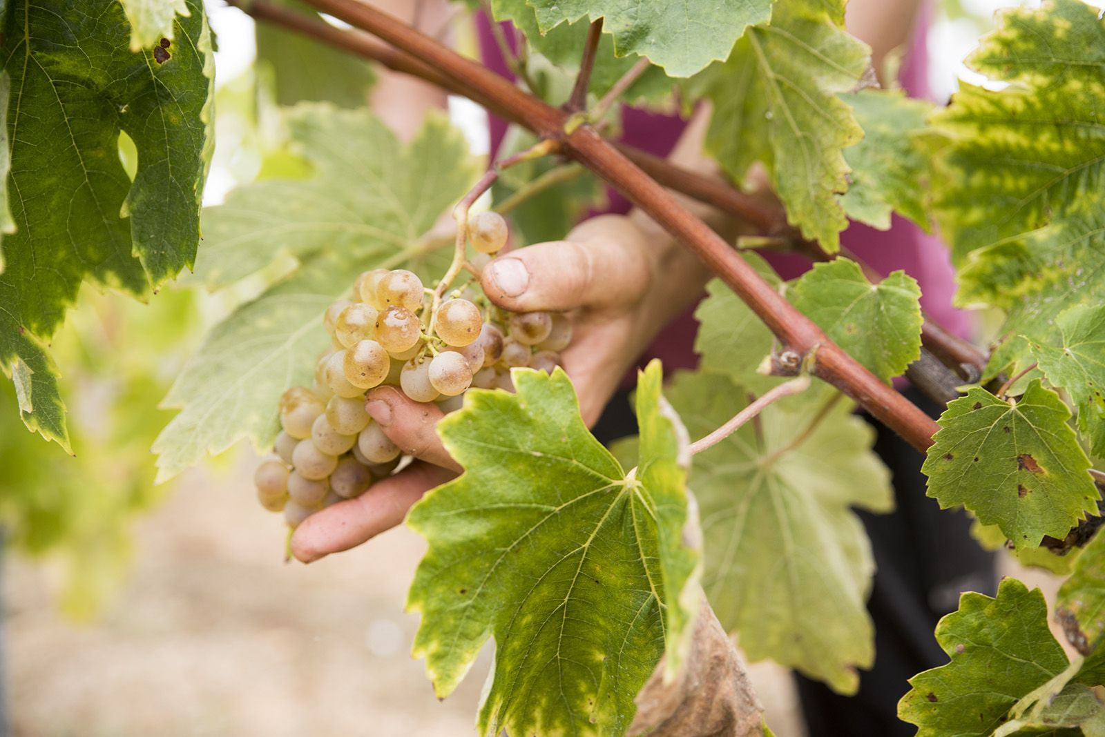 La verema de Can Bell. Foto: Bernat Millet.