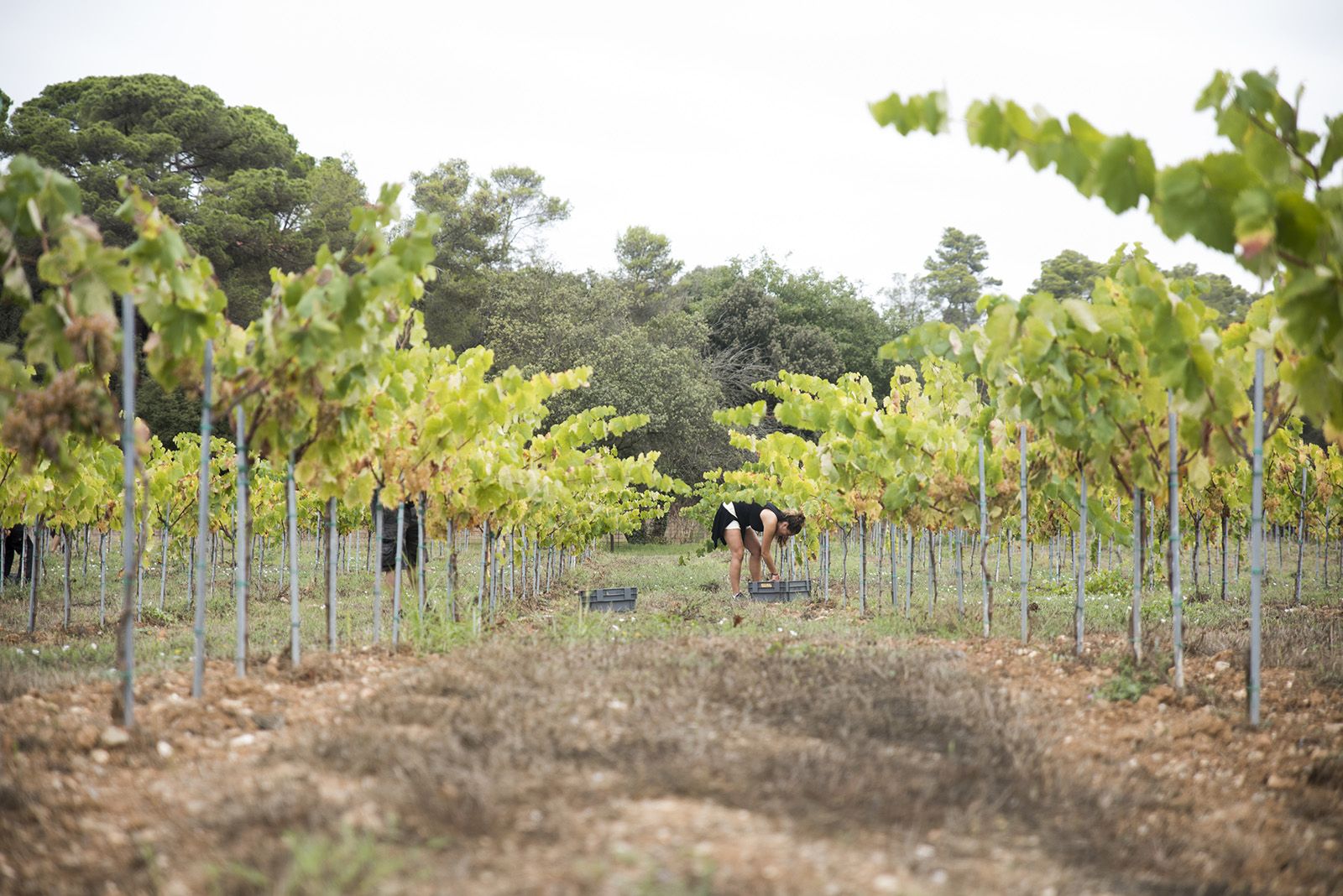La verema de Can Bell. Foto: Bernat Millet.