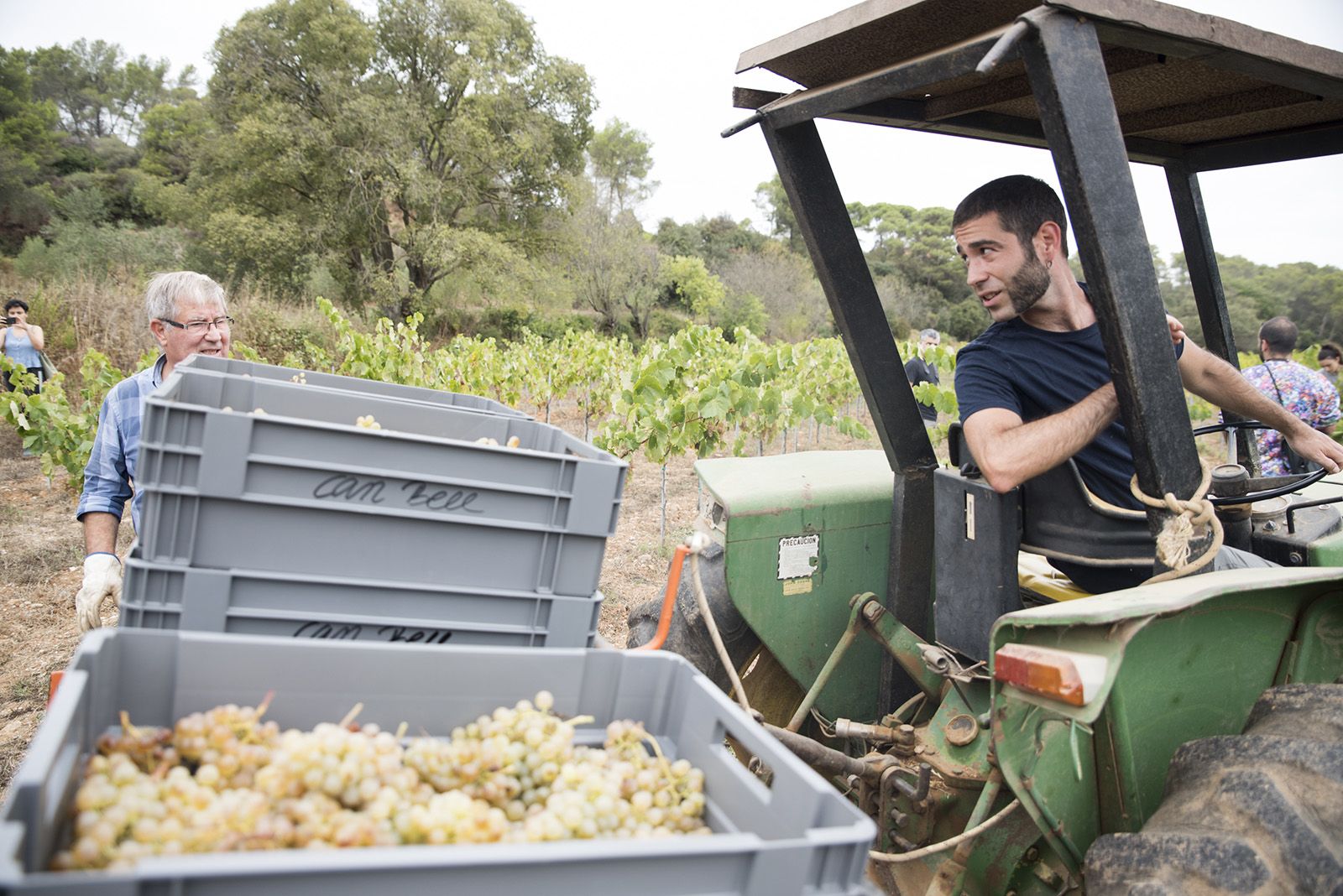 Jaume i Ferran Bell fent la verema d'enguany. Foto: Bernat Millet.