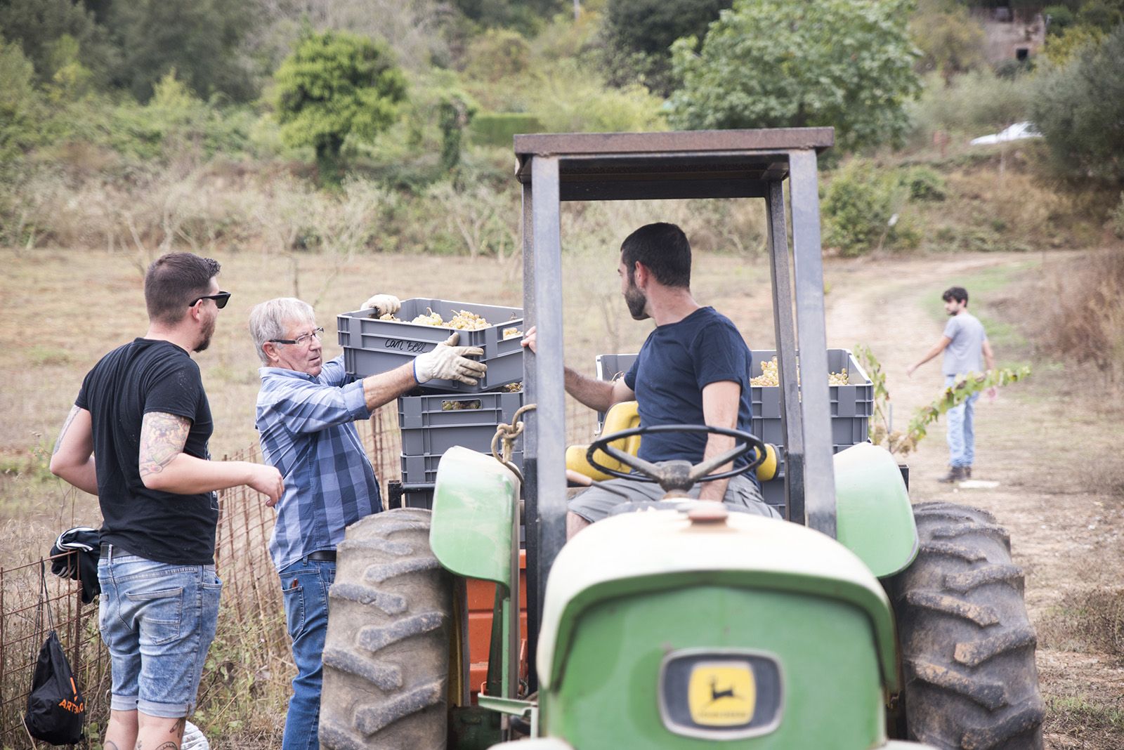 Jaume i Ferran Bell fent la verema d'enguany. Foto: Bernat Millet.
