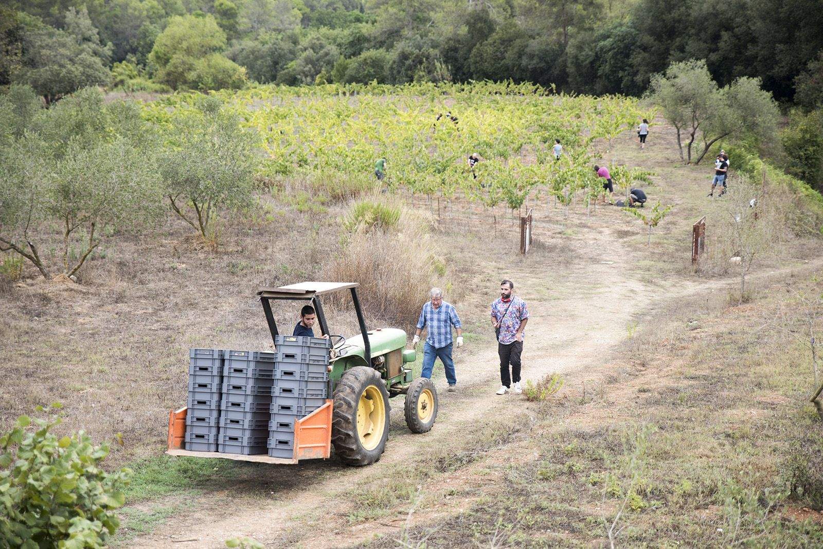 La verema de Can Bell. Foto: Bernat Millet.