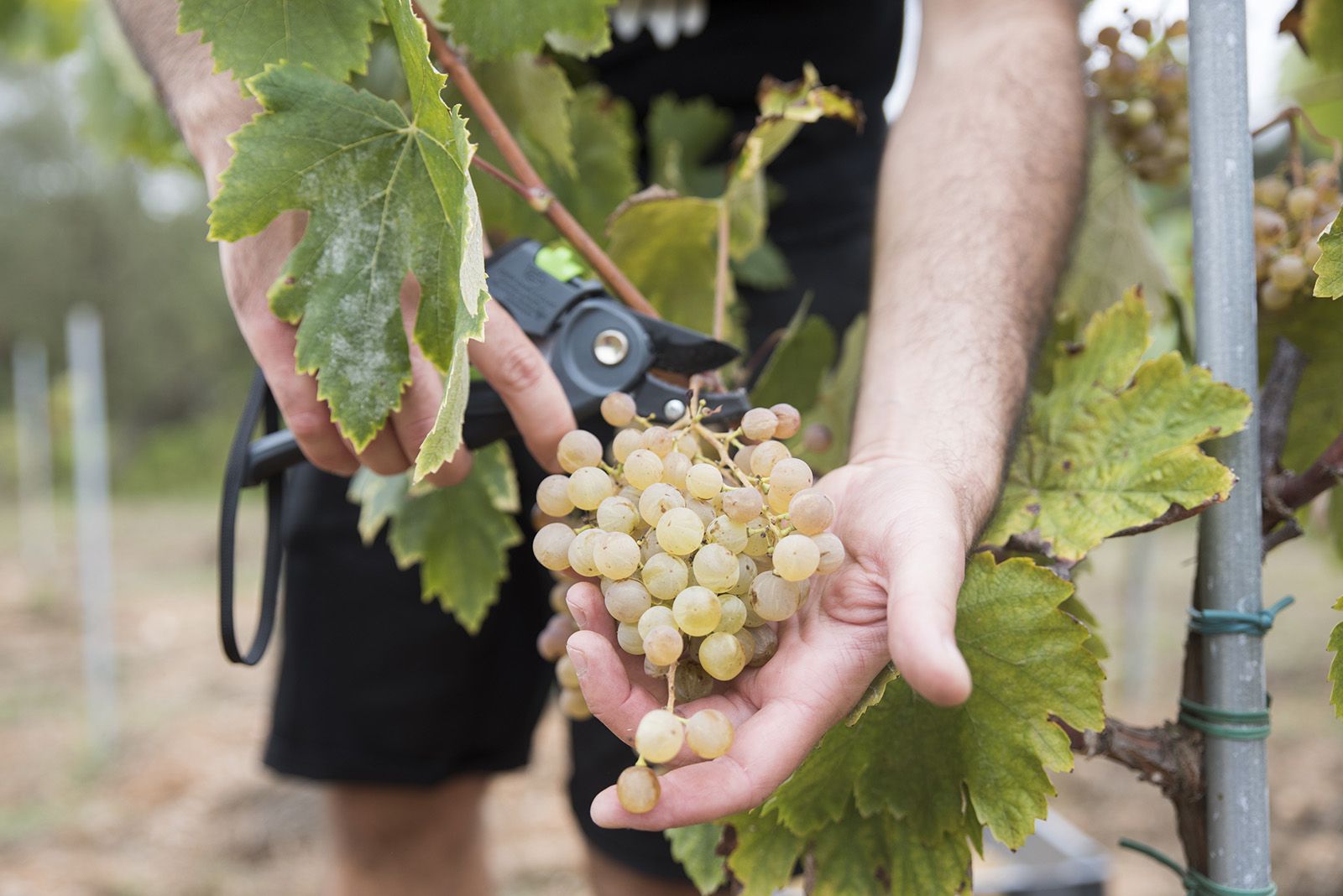 La verema de Can Bell. Foto: Bernat Millet.