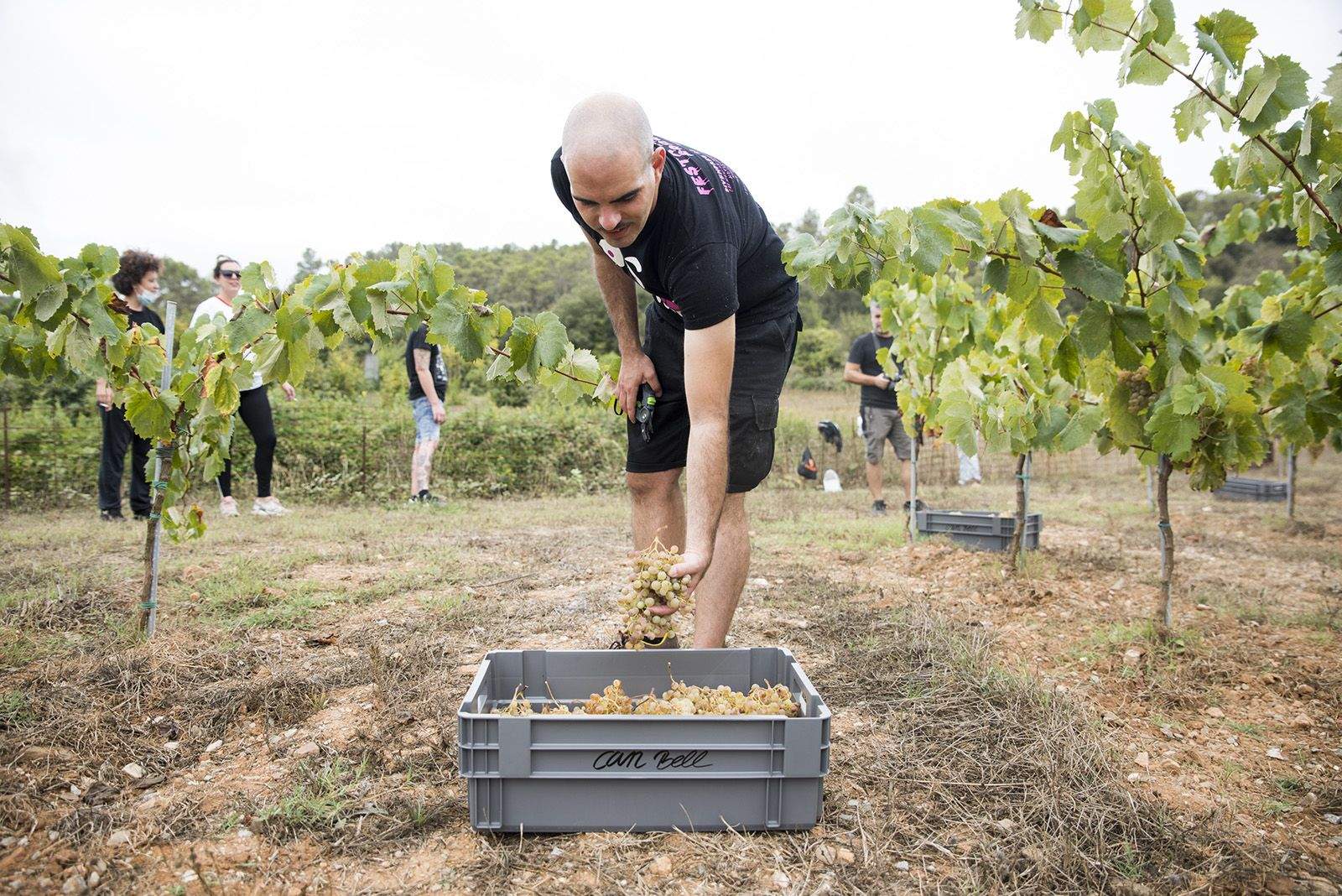 La verema de Can Bell. Foto: Bernat Millet.