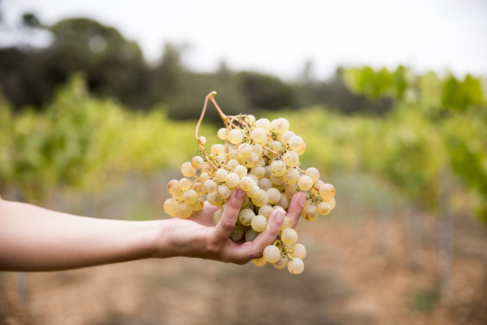 La verema de Can Bell. Foto: Bernat Millet.