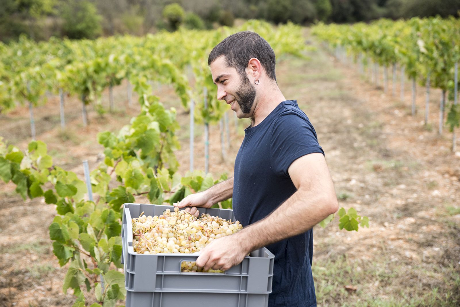 Ferran Bell fent la verema. Foto: Bernat Millet.