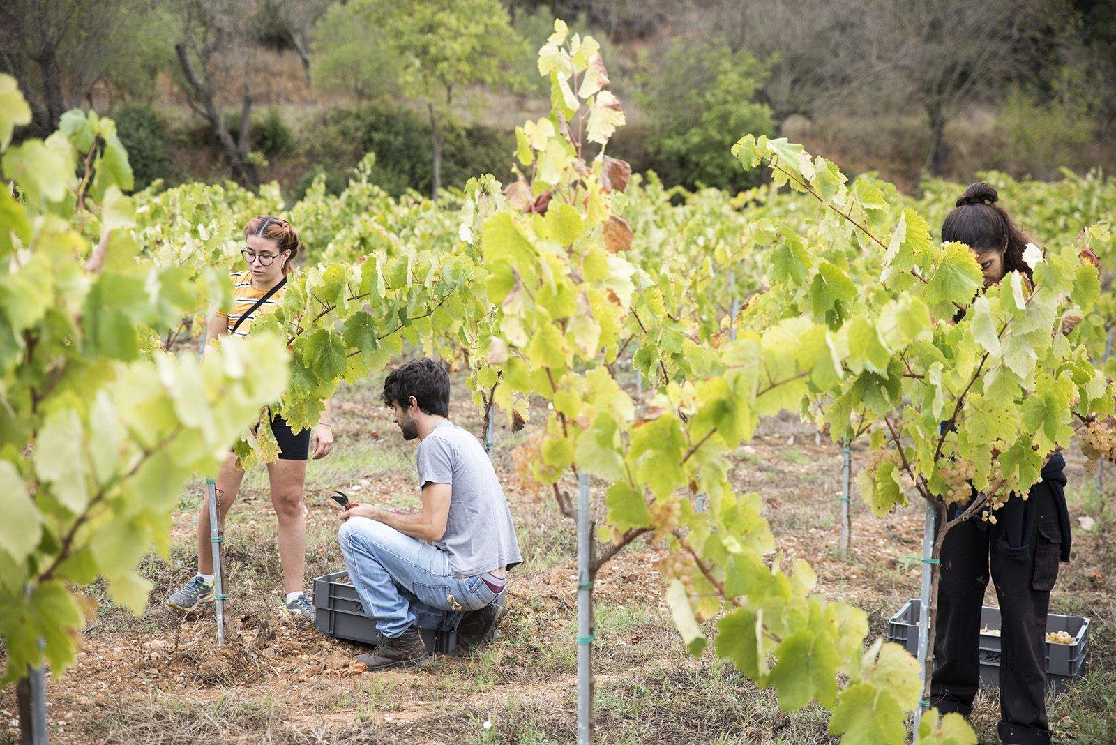 Pau Bell fent la verema. Foto: Bernat Millet.