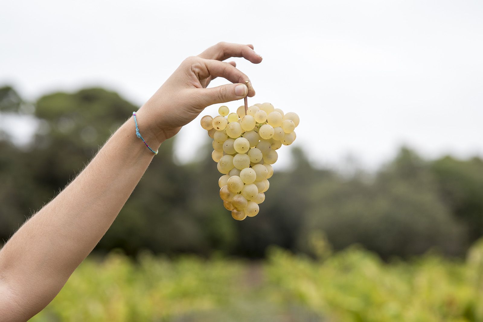 La verema de Can Bell. Foto: Bernat Millet.