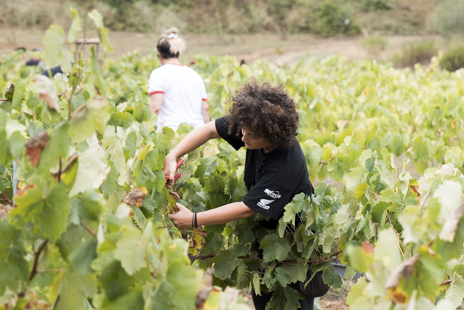 La verema de Can Bell. Foto: Bernat Millet.