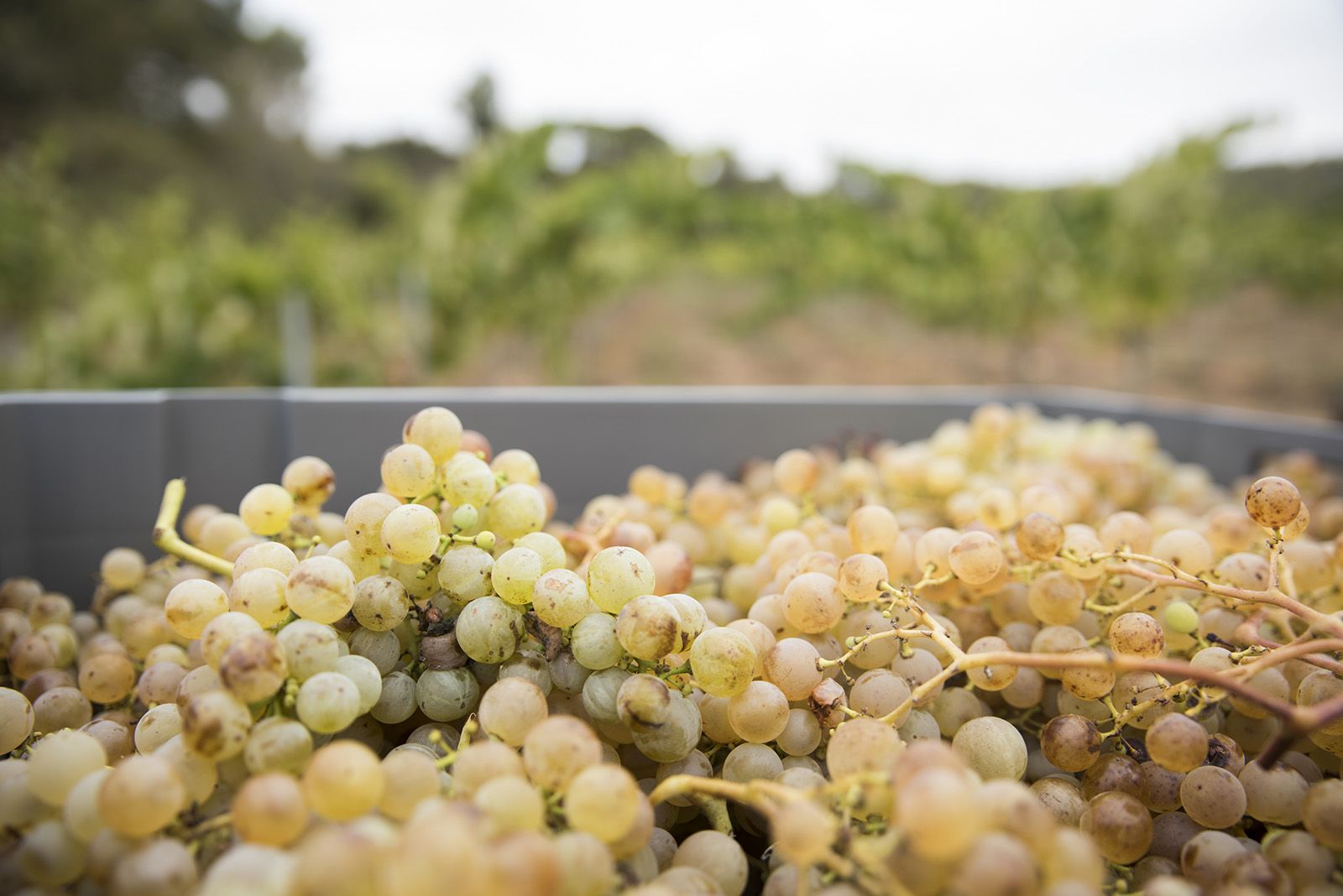 La verema de Can Bell. Foto: Bernat Millet.