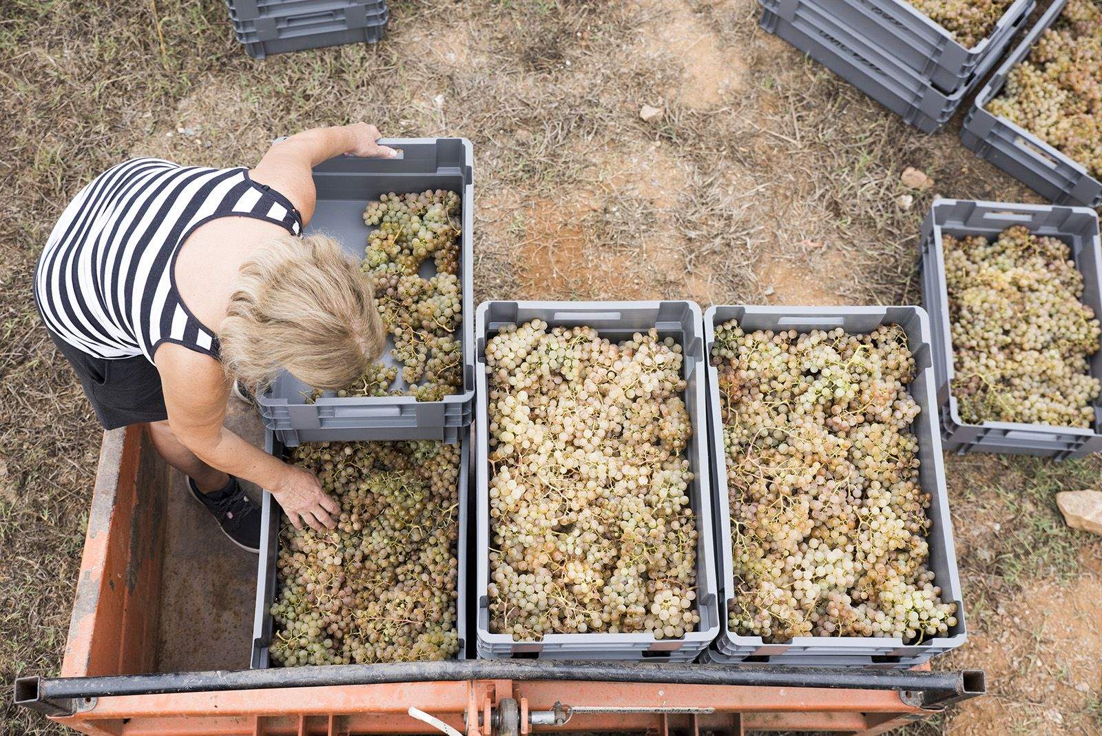 Luci Casanova fent la verema. Foto: Bernat Millet.