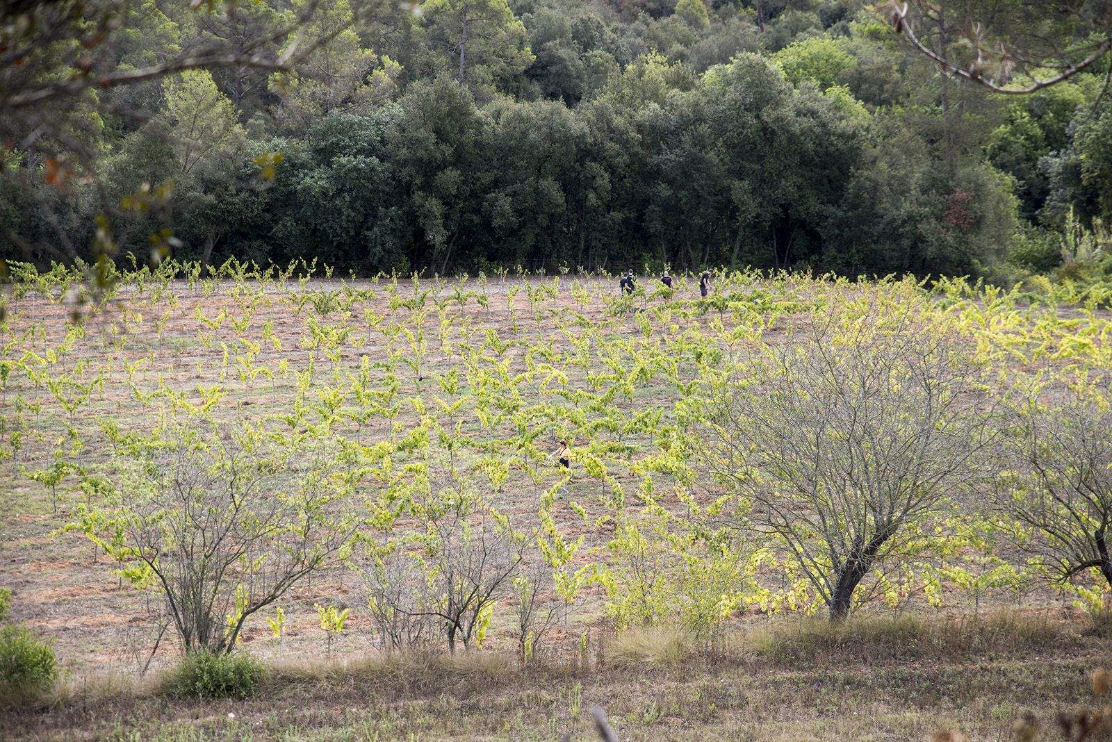 La verema de Can Bell. Foto: Bernat Millet.