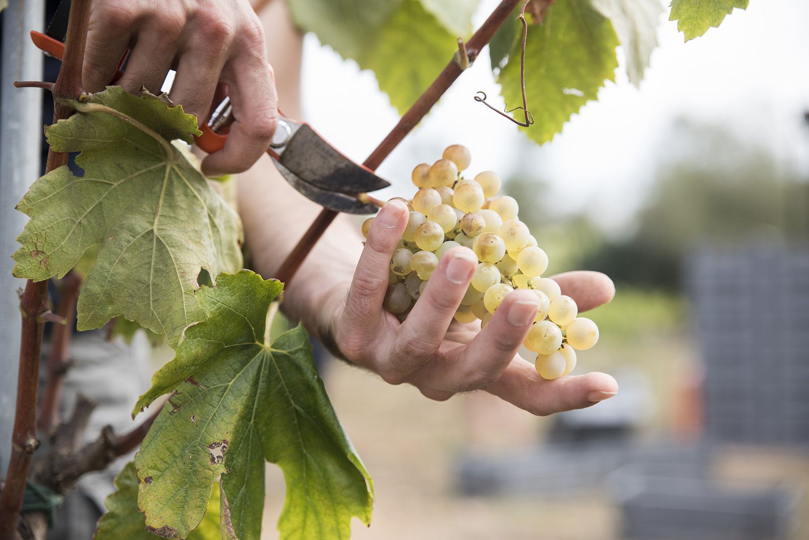 La verema de Can Bell. Foto: Bernat Millet.