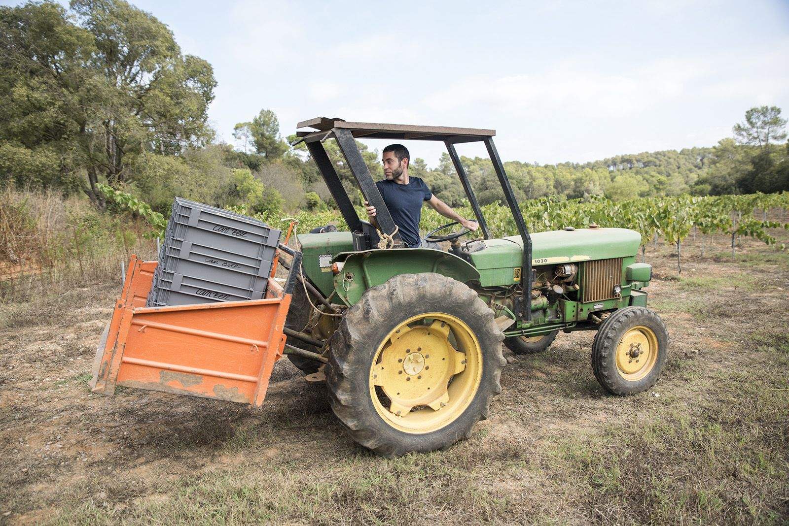 La verema de Can Bell. Foto: Bernat Millet.