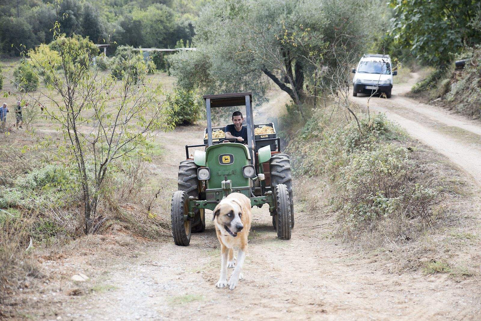 La verema de Can Bell. Foto: Bernat Millet.