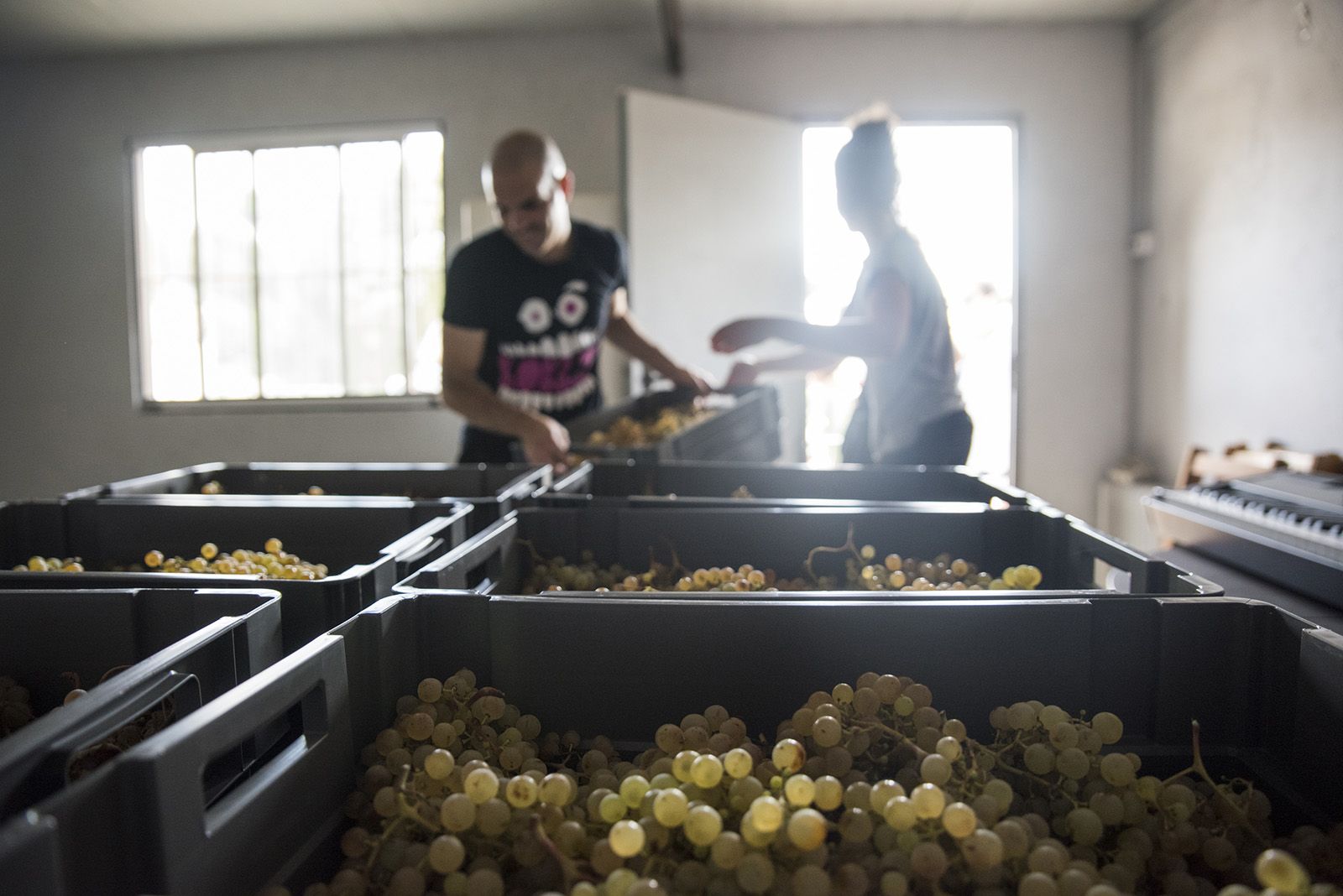 La verema de Can Bell. Foto: Bernat Millet.