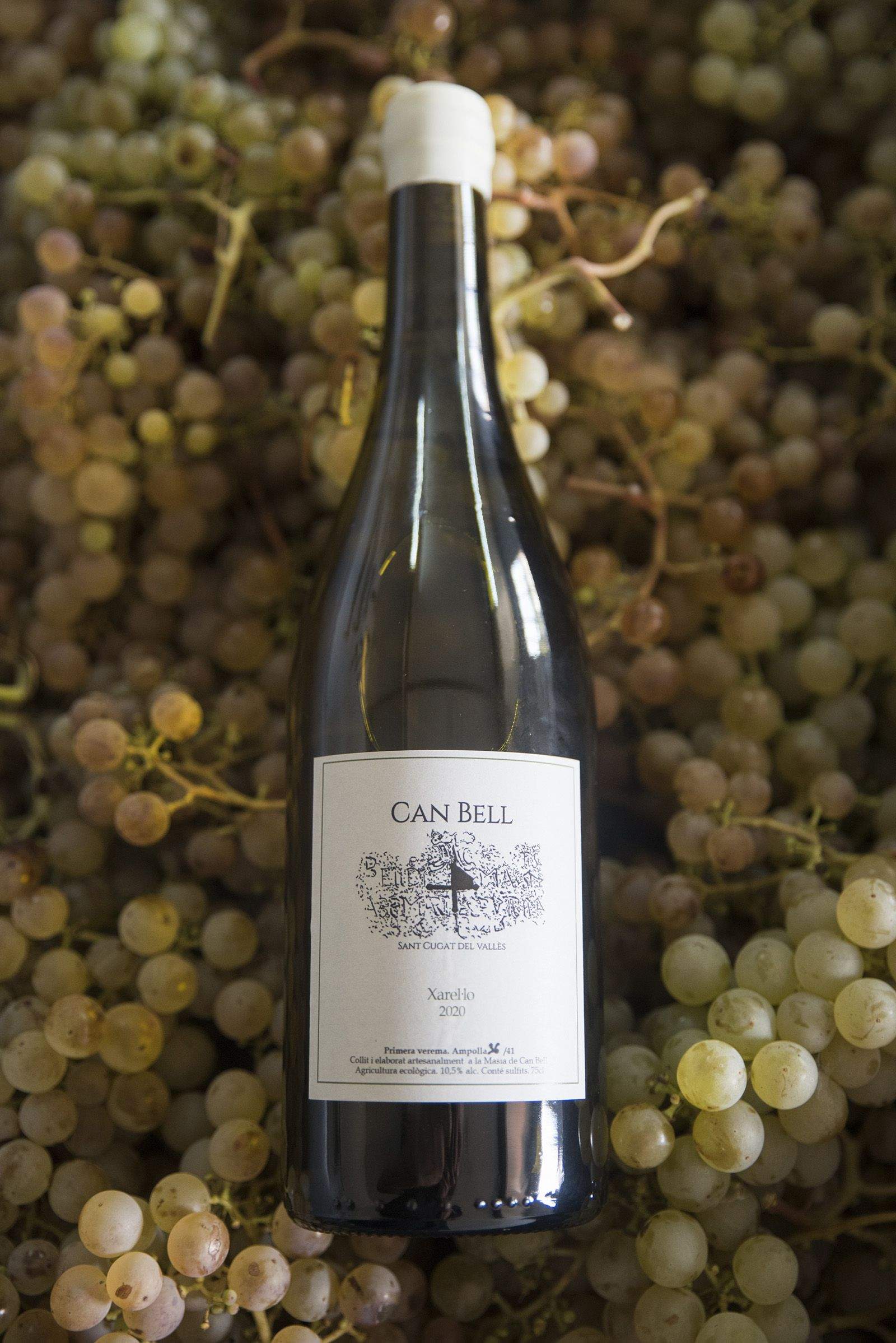 La verema de Can Bell. Foto: Bernat Millet.