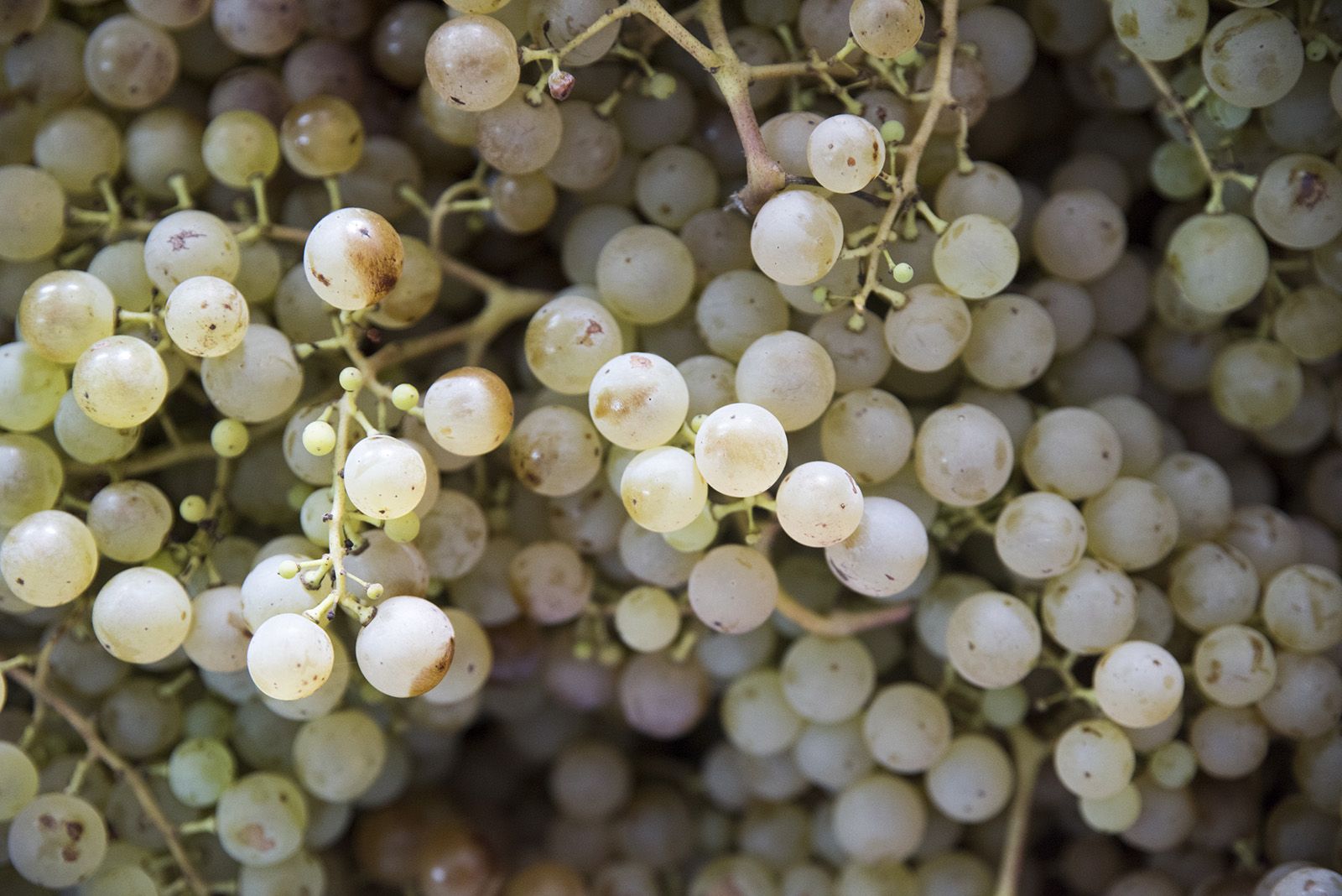 La verema de Can Bell. Foto: Bernat Millet.