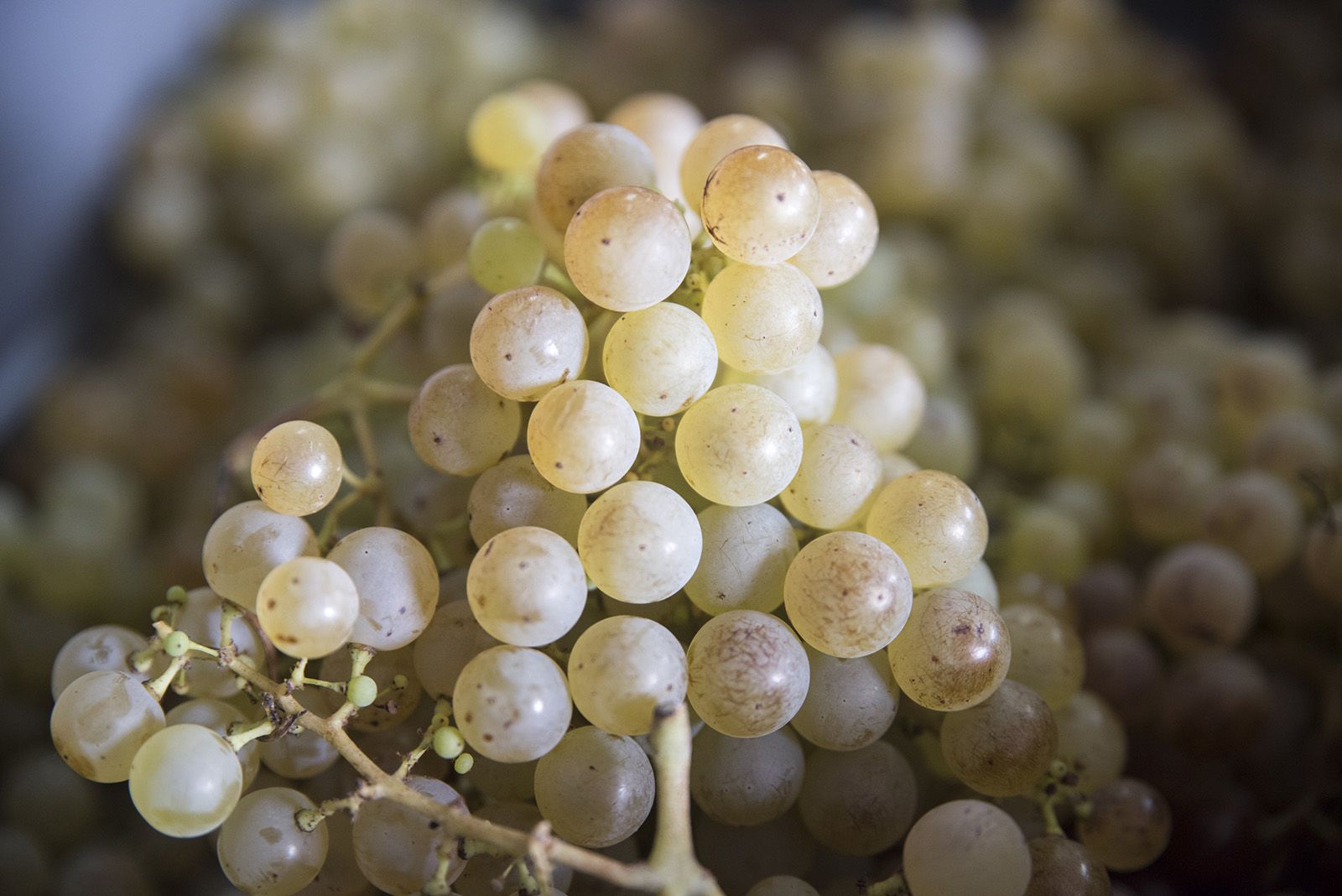 La verema de Can Bell. Foto: Bernat Millet.