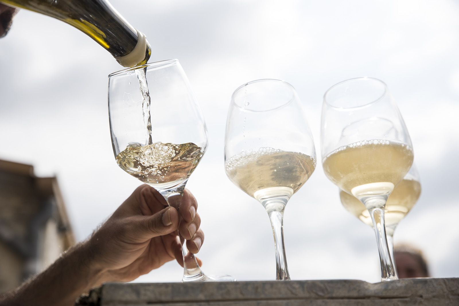 La verema de Can Bell. Foto: Bernat Millet.